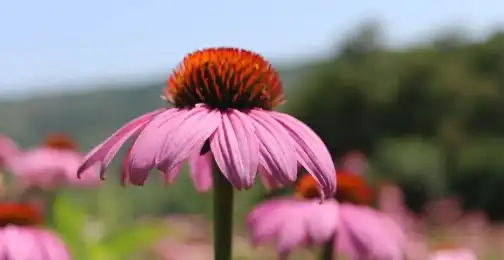 Benefits of Echinacea Purpurea Extract Powder for Immunity